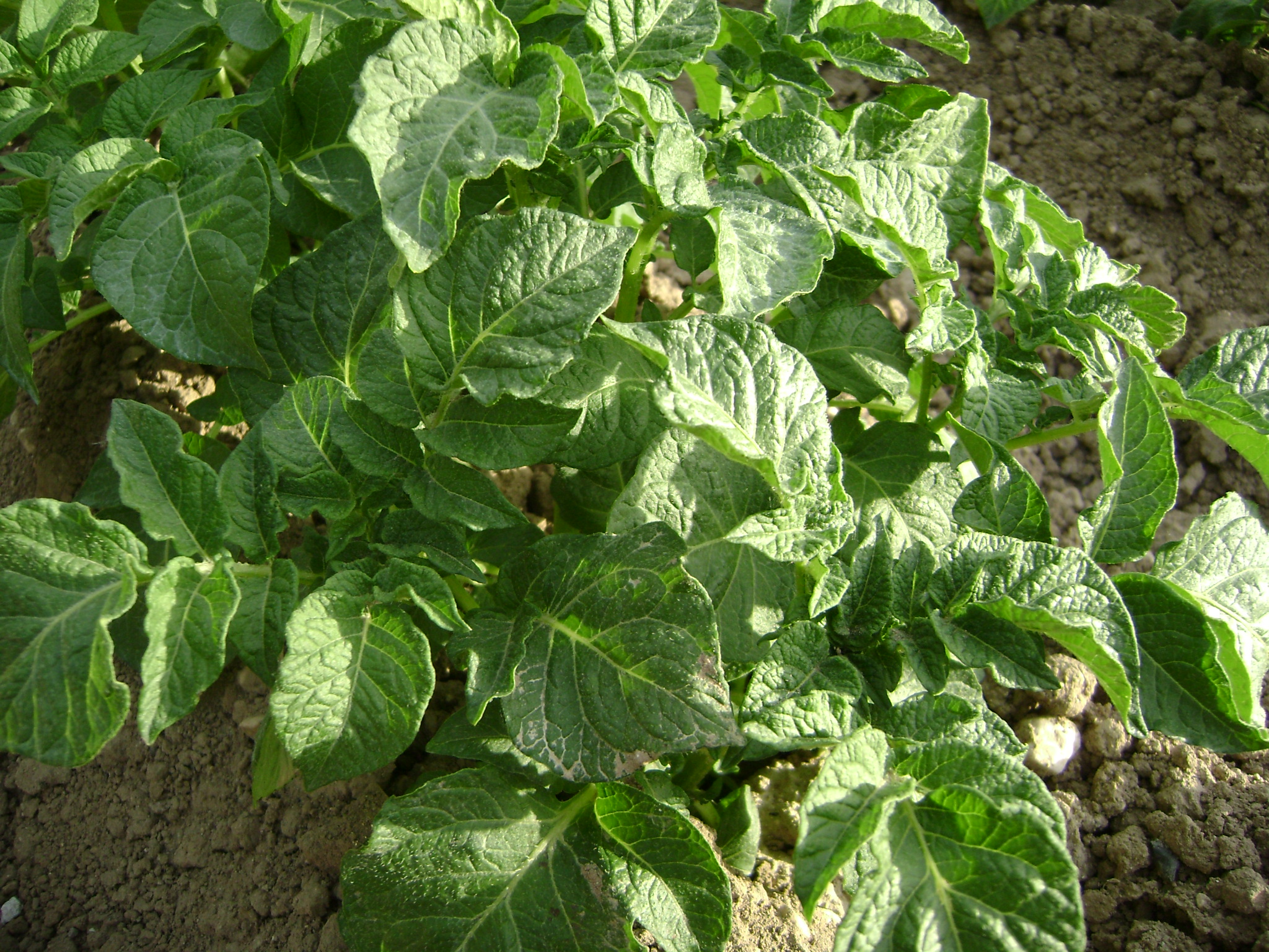 foglia patata